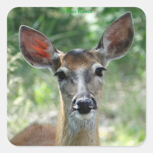 D33白い尾を持つ鹿Doeステッカー スクエアシール (正面)