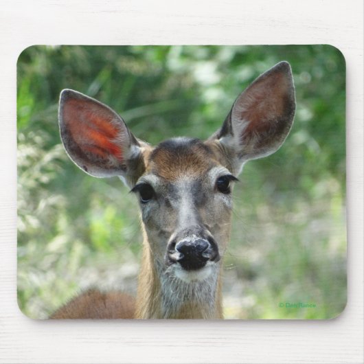 D33白尾の鹿の雌鹿のマウスパッド マウスパッド (正面)