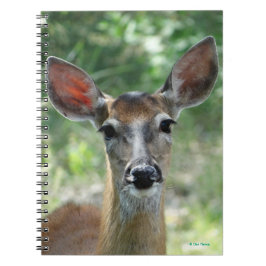 D33白尾の鹿の雌鹿 ノートブック