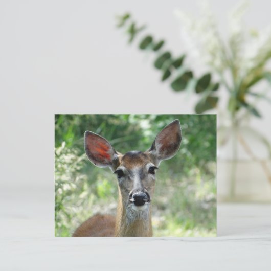 D33白尾の鹿の雌鹿 ポストカード (スタンド正面)