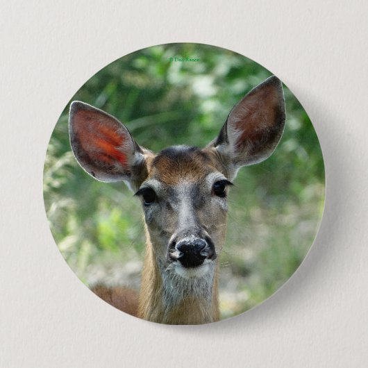 D33白尾鹿のドボタン 缶バッジ (正面)