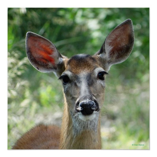 D33 シカのメス ポスター (正面)