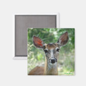 D33 シカの雌のマグネット マグネット (正面/裏面)