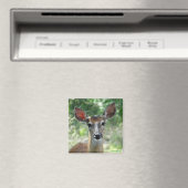 D33 シカの雌のマグネット マグネット (インサイチュ (食洗機))