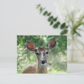 D33 シカの雌 ポストカード (スタンド正面)