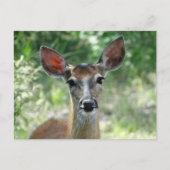 D33 シカの雌 ポストカード (正面)