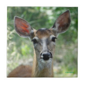 D33 White-tailed Deer Doe タイル (正面)