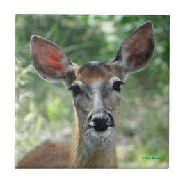 D33 White-tailed Deer Doe タイル