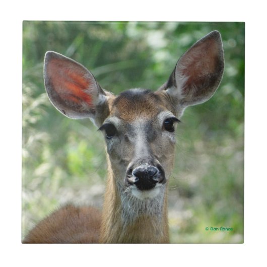 D33 White-tailed Deer Doe タイル (正面)