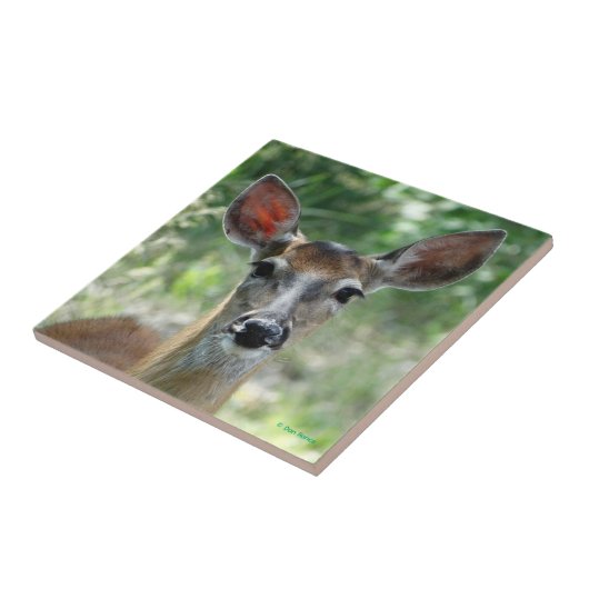 D33 White-tailed Deer Doe タイル (側面)