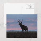 D3 ミュール鹿の日の出バックス ポストカード (正面/裏面)