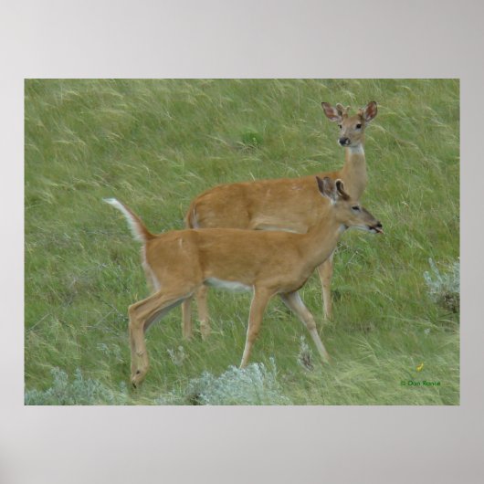 D6 シカ 舌を出したオス ポスター (正面)
