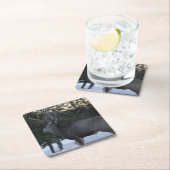 D8 ムレディアの雄鹿 スクエアペーパーコースター (インサイチュ)