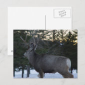 D8 ムールディアの雄 ポストカード (正面/裏面)