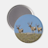 D9 ベルベットのム鹿の雄鹿 マグネット (正面/裏面)