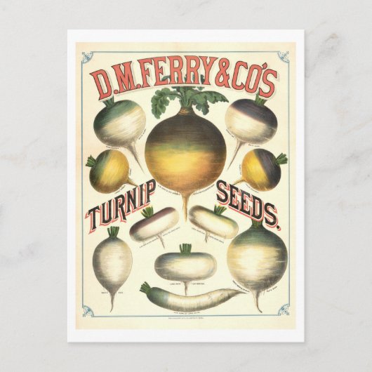 D.M.フェリー&株式会社ヴィンテージカニップシード広告ズ ポストカード (正面)
