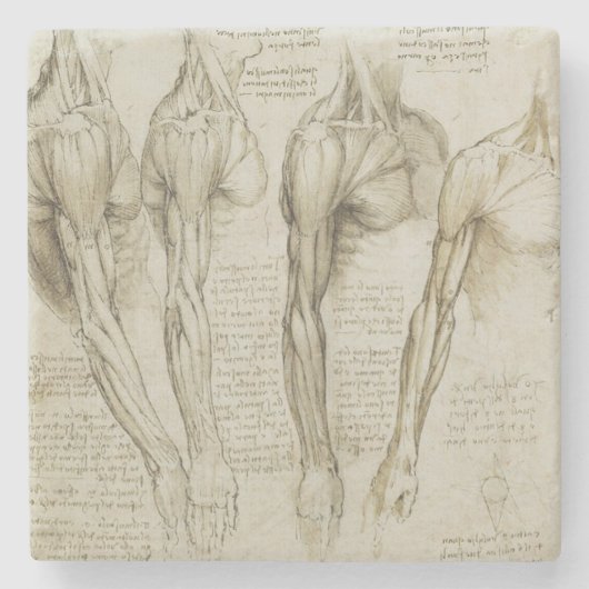 Da Vinciの人間の腕の解剖学 ストーンコースター (正面)