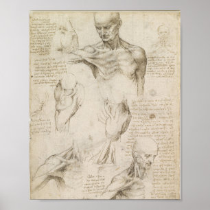 Da Vinci's Superficial Anatomy of the shoulder ポスター
