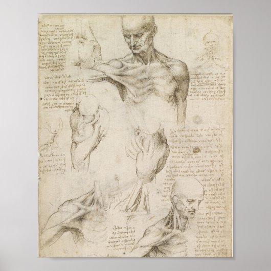 Da Vinci's Superficial Anatomy of the shoulder  ポスター (正面)