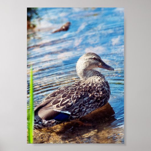 Dabbling Ripples ポスター (正面)