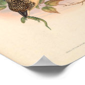 Dacelo Tyro Kingfisherヴィンテージバード・オブ・アジア ポスター (角)