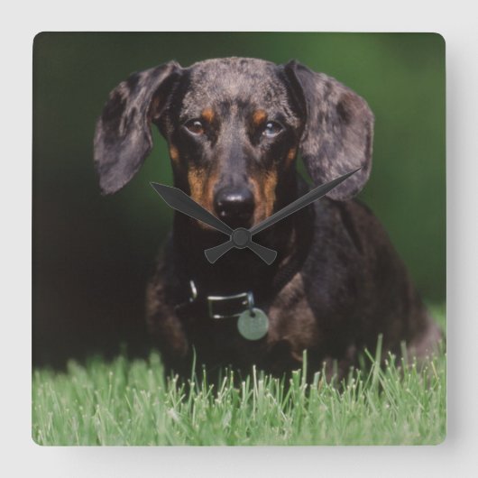 DachshandのDapple色のビュー スクエア壁時計 (正面)