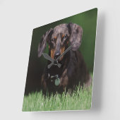 DachshandのDapple色のビュー スクエア壁時計 (傾斜)