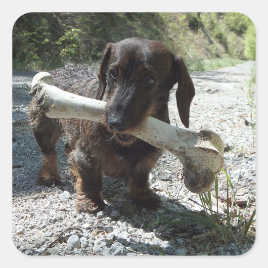 Dachshund スクエアシール (正面)