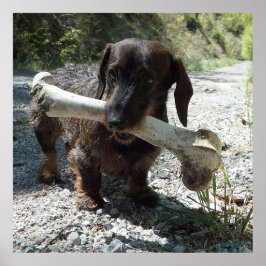 Dachshund ポスター