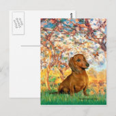 Dachshund (brown1) -春 ポストカード (正面/裏面)