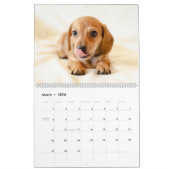 Dachshund Calendar Dog 2026 Photo カレンダー (3月 2026)