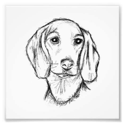 dachshund hand drawn sketch black white puppy dog フォトプリント (正面)