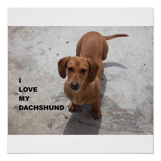 dachshund red full love w pic ポスター (正面)