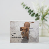 dachshund red full love w pic ポストカード (スタンド正面)