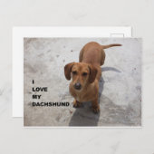 dachshund red full love w pic ポストカード (正面/裏面)