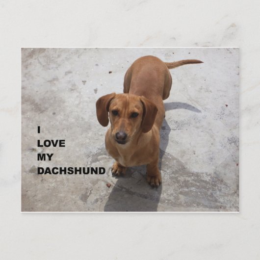 dachshund red full love w pic ポストカード (正面)