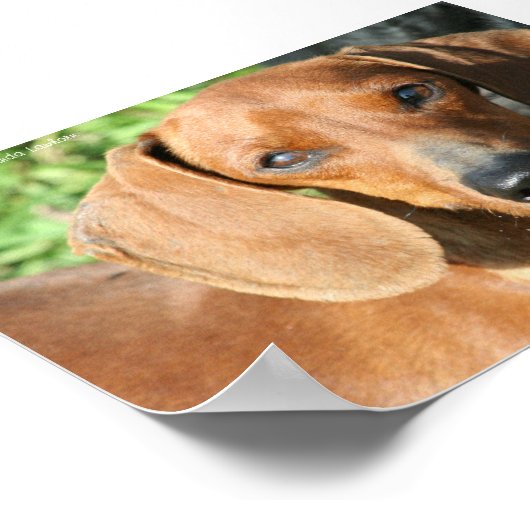 Dachshund Red Smoothcoatの写真 ポスター (角)