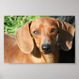 Dachshund Red Smoothcoatの写真 ポスター