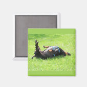 Dachshund - TGIF マグネット (正面/裏面)