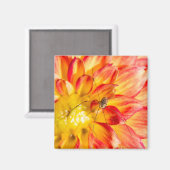 Daddy Long Legsオンイエローレッドダリア マグネット (正面/裏面)