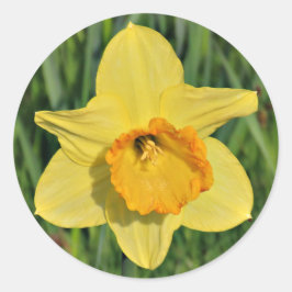 Daffodilスタンプ ラウンドシール