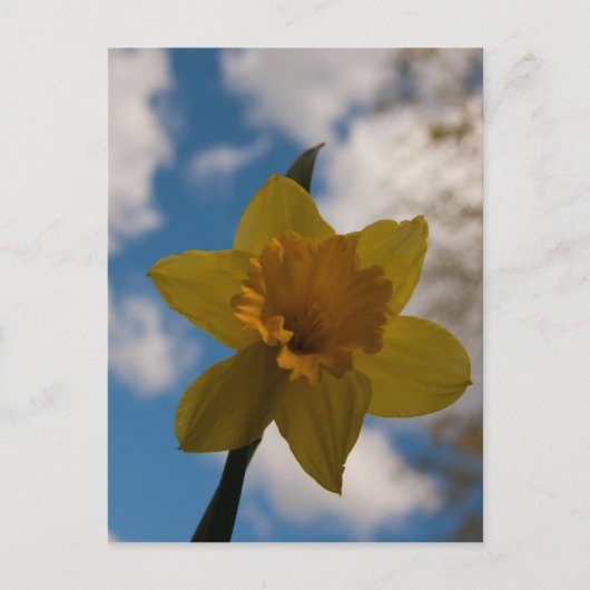 Daffodil春 ポストカード (正面)