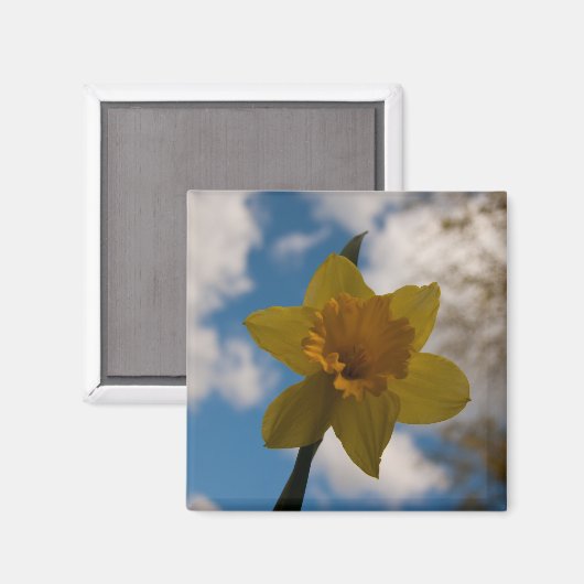 Daffodil春 マグネット (正面/裏面)