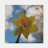 Daffodil春 マグネット (正面)