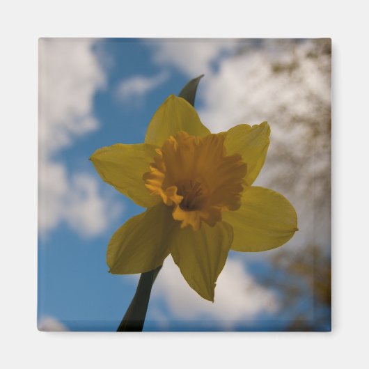 Daffodil春 マグネット (正面)