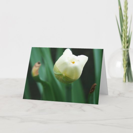 Daffodil準備完了開花 カード (正面)