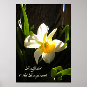 Daffodil At Daybreakポスター ポスター