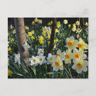 Daffodil Dell: Cheshire, Englandポストカード ポストカード