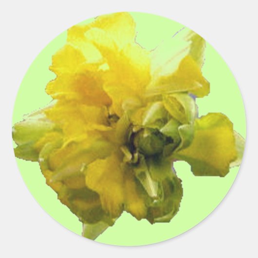 Daffodil Hiステッカー ラウンドシール (正面)