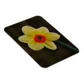 Daffodil Magnet マグネット (右側)